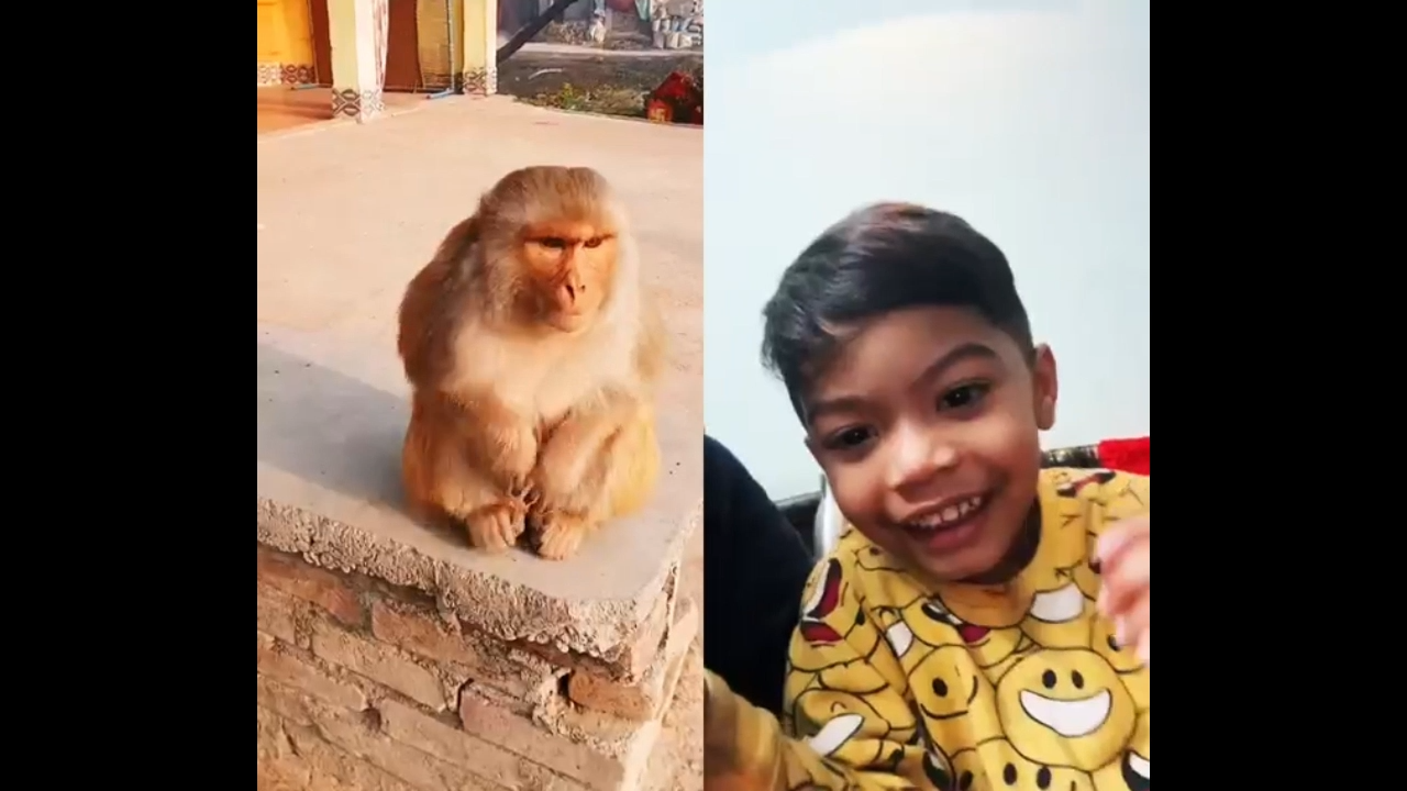 Memes Download For Funny Video Download