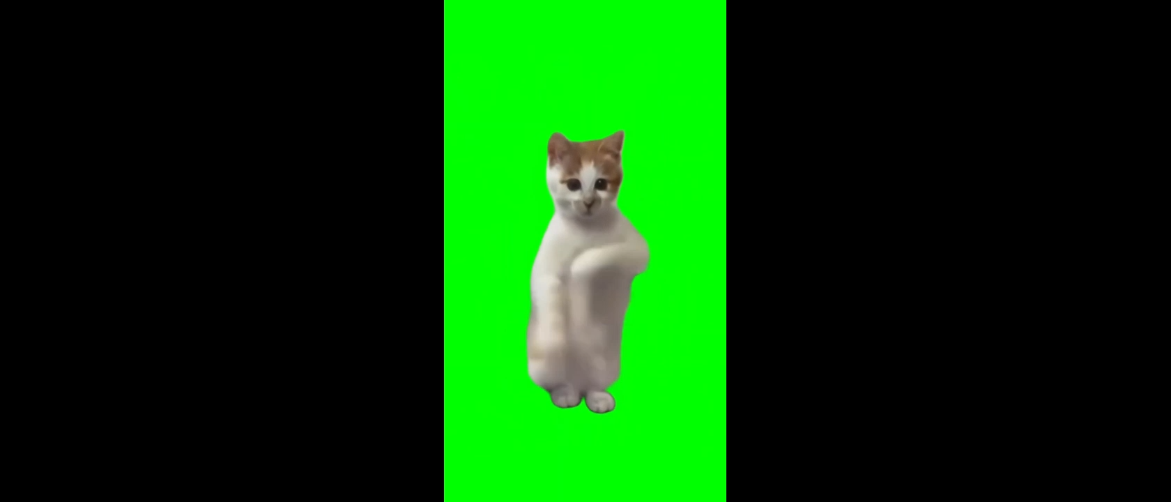 Cat Dancing to Jimmy Jimmy Jimmy Aaja Green Screen Meme Template Download