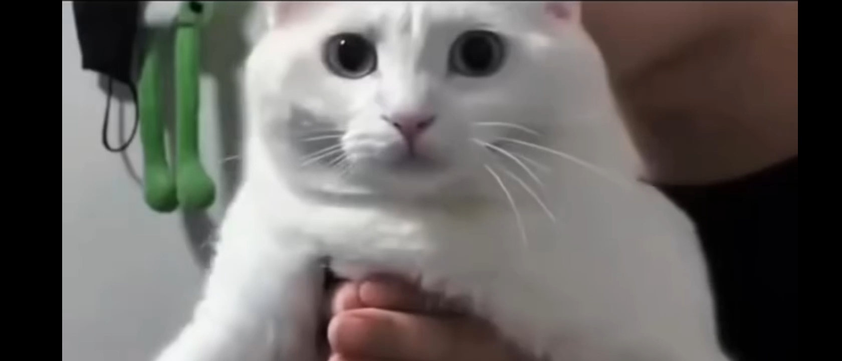 Cat Funny Meme Video Download