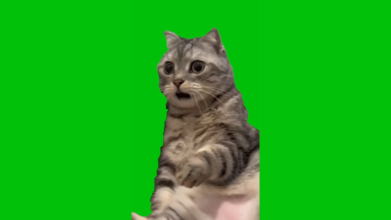 Shocked Cat Meme Green Screen Chroma Key Template Video Download