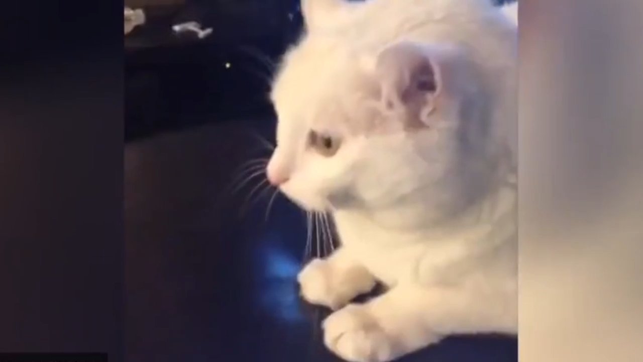 Dancing Cat Meme Video Download