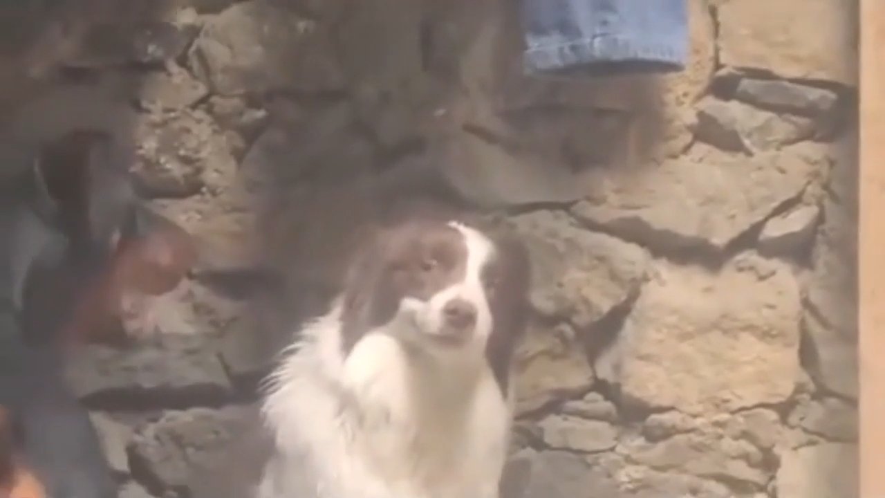 Dog Smiling While Another Barking Meme Download
