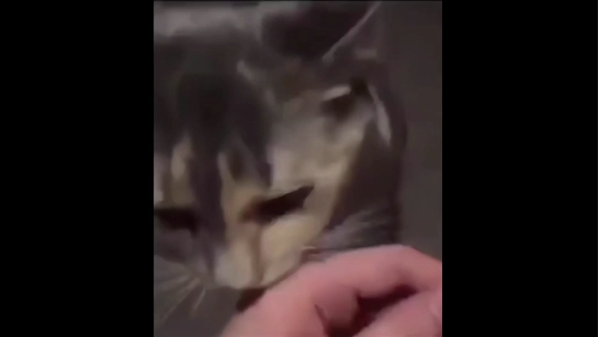 Cat Staring Memes Download