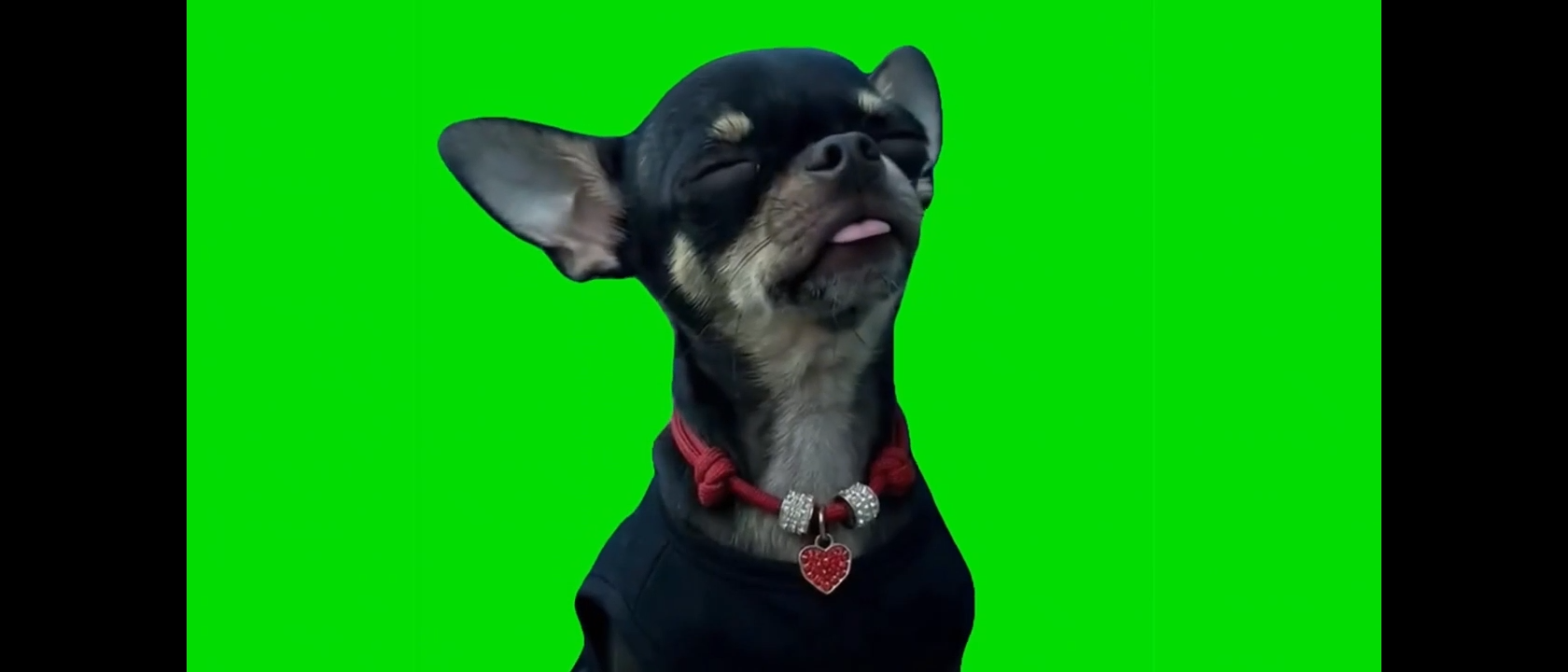 Dog Dancing To Turn The Lights Off Green Screen Meme Video Download