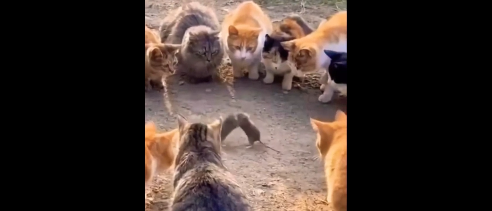 Funny Wwe Reaction Meme Video Download