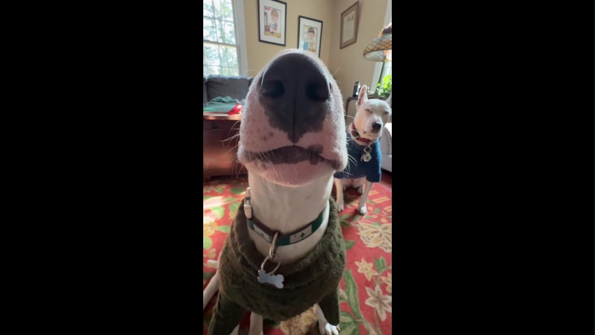 Turn Your Volume Up Listen to Pookie Breath Meme Template