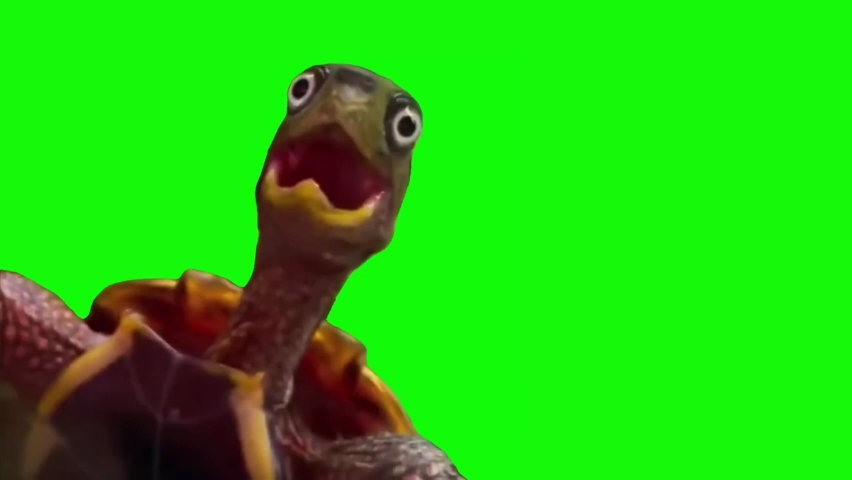Woah Turtle Green Screen Memes Download
