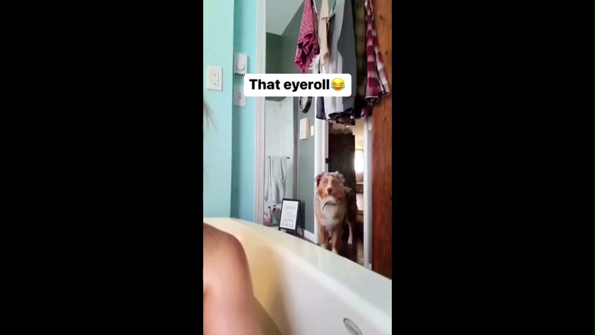 Dog Looking Up Memes Download