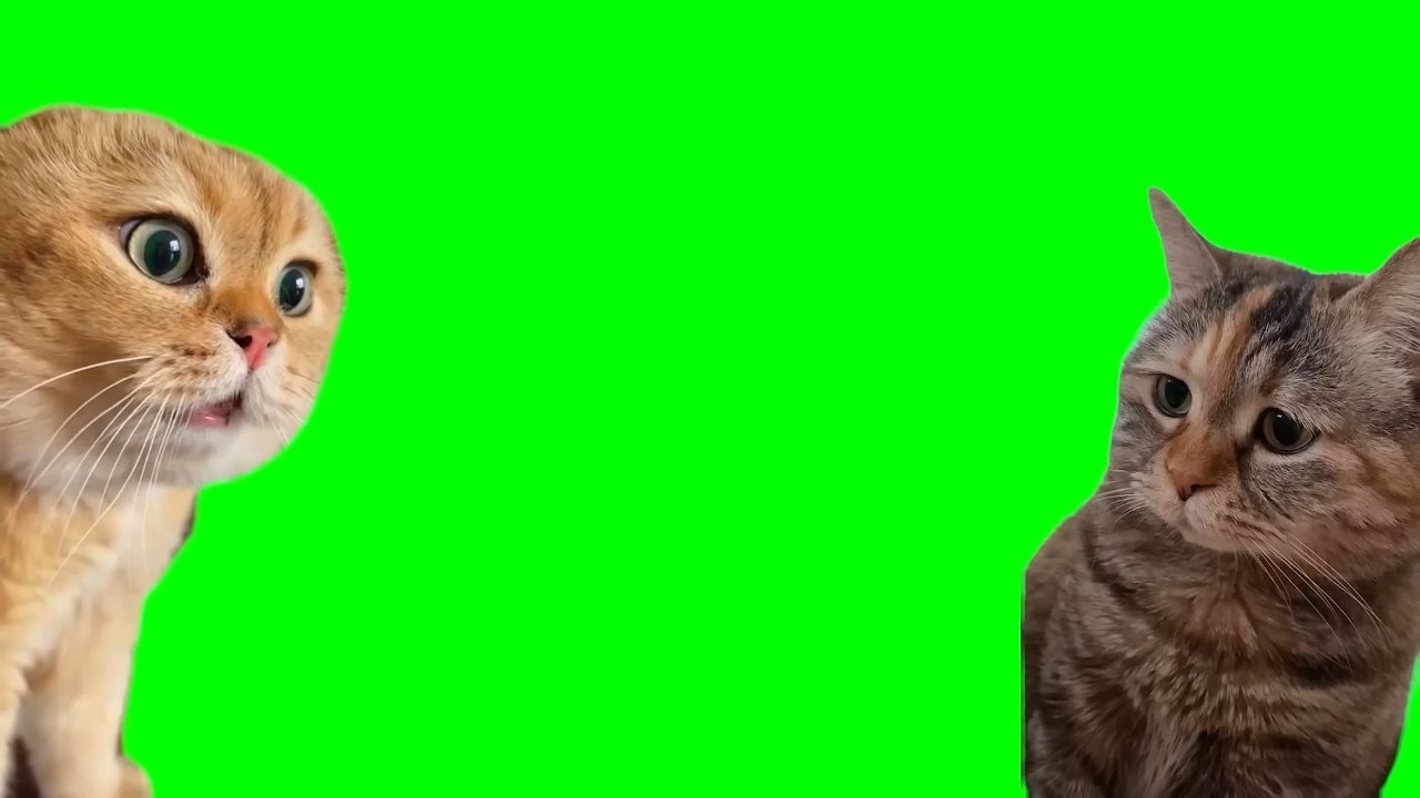 Two Cats Talking Meme Download