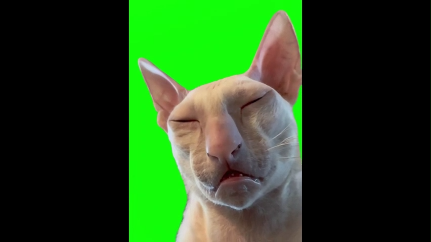 Sleepy Cat Green Screen Memes Download