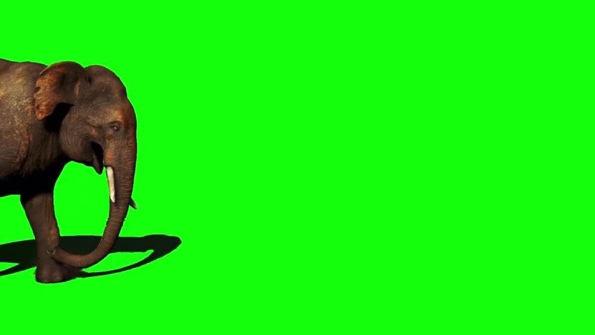 Elephant Green Screen Memes Download