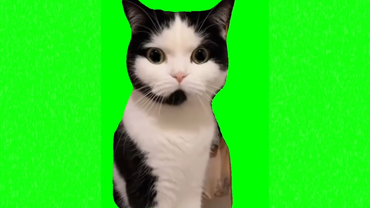 Mad Cat Waiting Meme Download