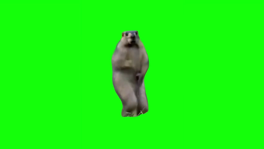 Dancing Marmot Green Screen Memes Download